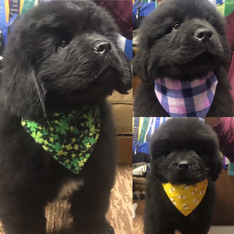 Taco Tuesday Over The Collar Fog Bandana