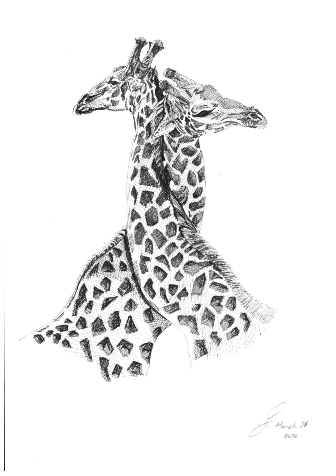 Limited Edition Print Giraffe Neck Hug Etsy
