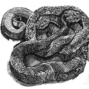 May include: A detailed monochrome illustration of two snakes coiled together. The image shows the snakes' heads and bodies, with intricate scale patterns. The artwork is signed and dated, showcasing the artist's skill.