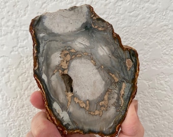 Natural Blue Petrified Fossilized Wood / Brazil #4
