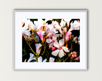 Pink Flowers at Sunset Color Photograph, Digital Download, Wall Decor, Home Gallery