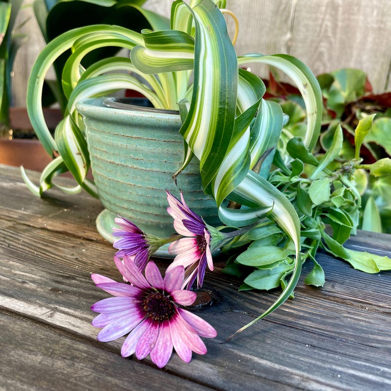 May include: A green ceramic pot containing a plant with long, green and white striped leaves. Three purple and white flowers are in the foreground.