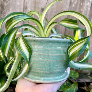 May include: A green ceramic planter with a striped pattern holds a green and white striped plant with long, thin leaves.