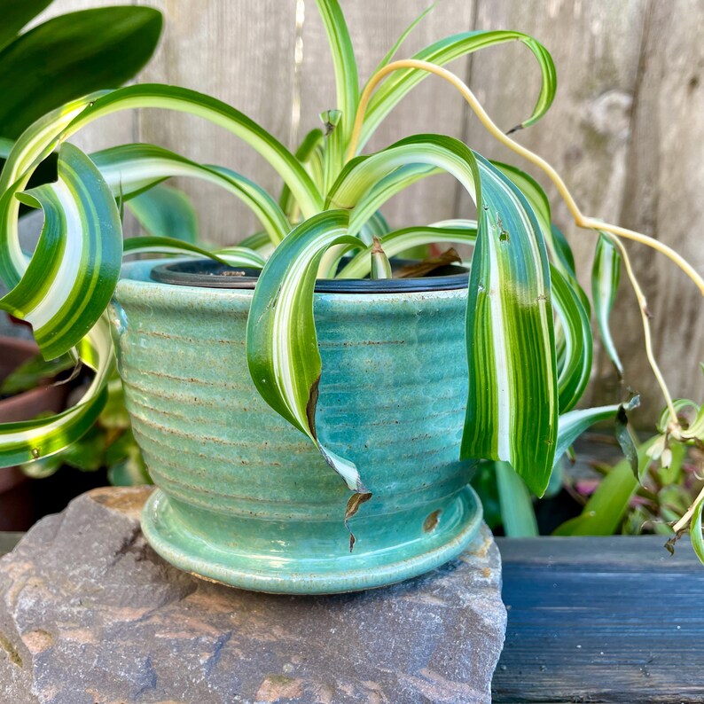 May include: A green ceramic planter with a white rim and a drainage saucer. A green and white striped plant is growing in the planter.