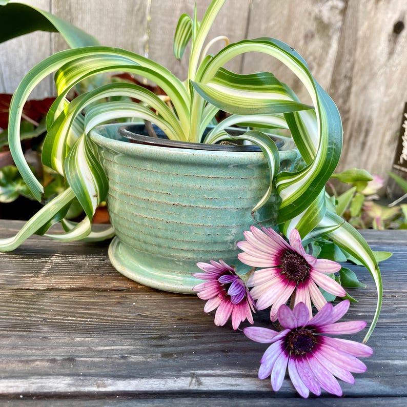 May include: A green ceramic planter with a white and green striped plant. The planter is sitting on a wooden surface with three pink flowers with purple centres.