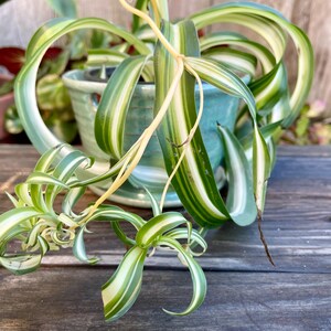 May include: A green and white striped spider plant in a blue and white ceramic pot. The plant is trailing over the edge of the pot.