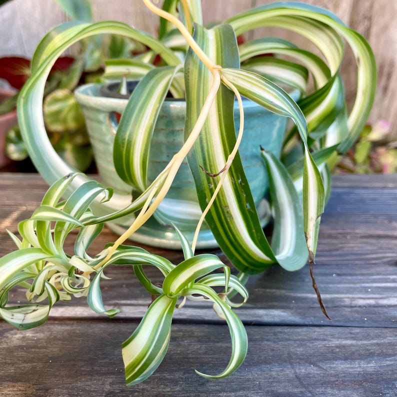 May include: A green and white striped spider plant in a blue and white ceramic pot. The plant is trailing over the edge of the pot.