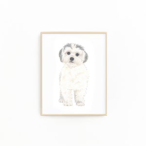 May include: A watercolor painting of a white dog with gray fur on its head. The dog is looking directly at the viewer.