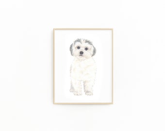 May include: A watercolor painting of a white dog with gray fur on its head. The dog is looking directly at the viewer.