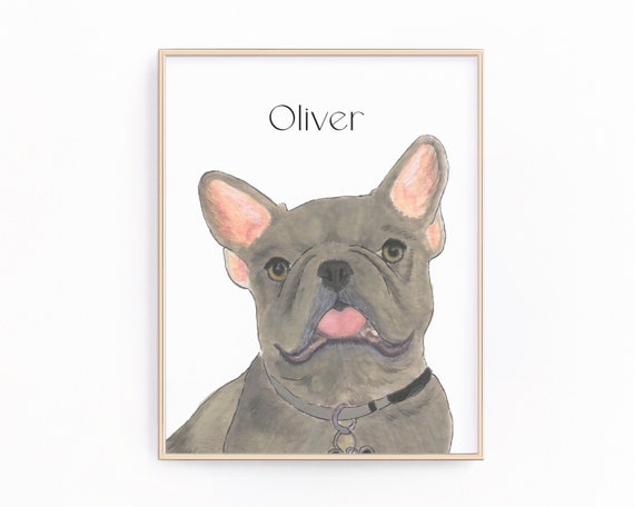 Silver blue cheap french bulldog