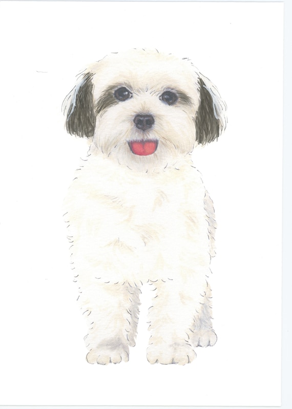 Black maltese hotsell for sale