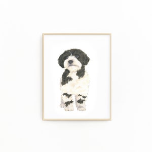 May include: A framed illustration of a black and white dog with fluffy fur. The dog is looking directly at the viewer.