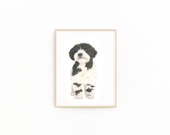May include: A framed illustration of a black and white dog with fluffy fur. The dog is looking directly at the viewer.