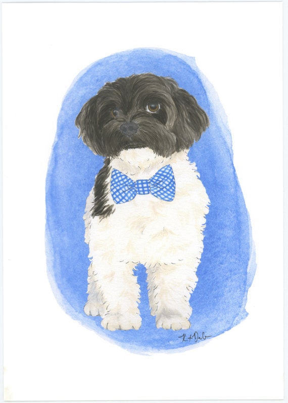 Bolognese havanese cheap