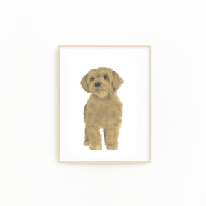 May include: A framed illustration of a brown and white dog with curly hair. The dog is looking directly at the viewer.