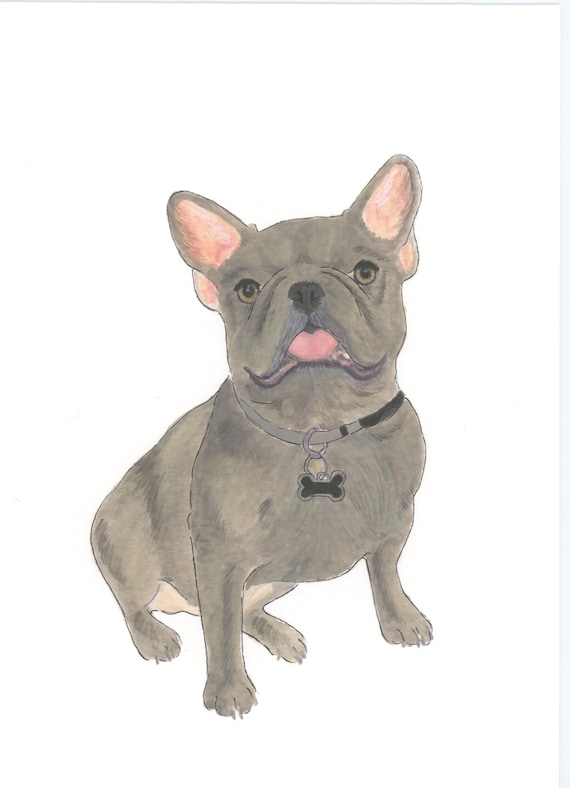 Blue chocolate french bulldog cheap