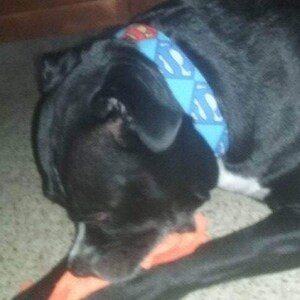 May include: A black dog with a blue and yellow Superman-themed collar. The dog is lying on its side with its head resting on a bright orange toy.