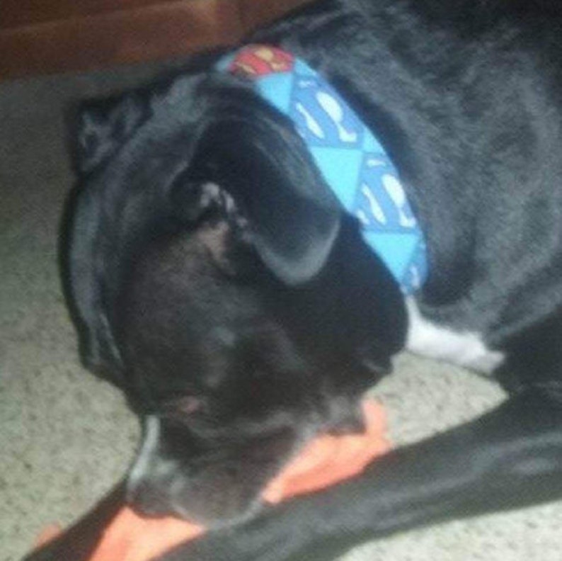 May include: A black dog with a blue and yellow Superman-themed collar. The dog is lying on its side with its head resting on a bright orange toy.
