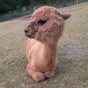 May include: A brown alpaca laying down on a grassy field. The alpaca has a fluffy coat and is looking to the side.