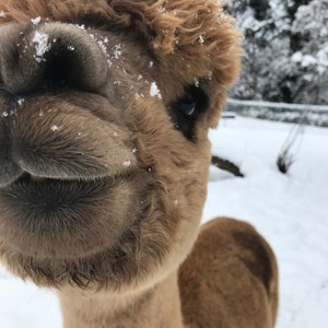 May include: Close-up of a brown alpaca's face covered in snow. The alpaca is looking directly at the camera with its mouth slightly open.