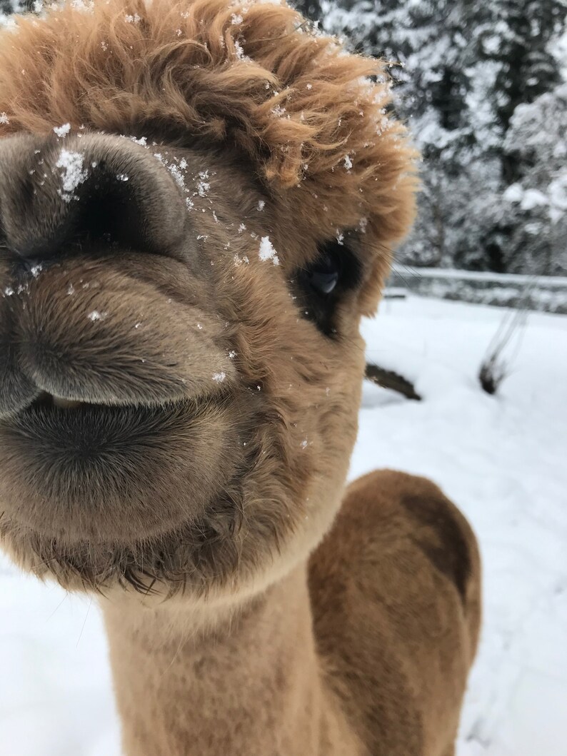 May include: Close-up of a brown alpaca's face covered in snow. The alpaca is looking directly at the camera with its mouth slightly open.