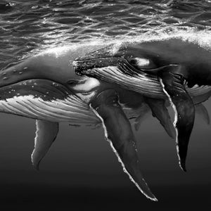 Mother and Child Humpbacks - Printable Download
