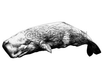 Sperm Whale - Printable Download - Two Sizes