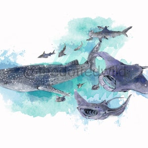 Op de afbeelding: Waterverf schilderij van een walvishaai, een mantarog en hamerhaaien die zwemmen in een turquoise blauwe oceaan. Het schilderij heeft een zachte, dromerige sfeer.