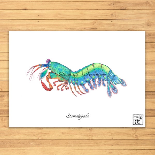 Mantis shrimp print