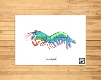 mantis shrimp etsy
