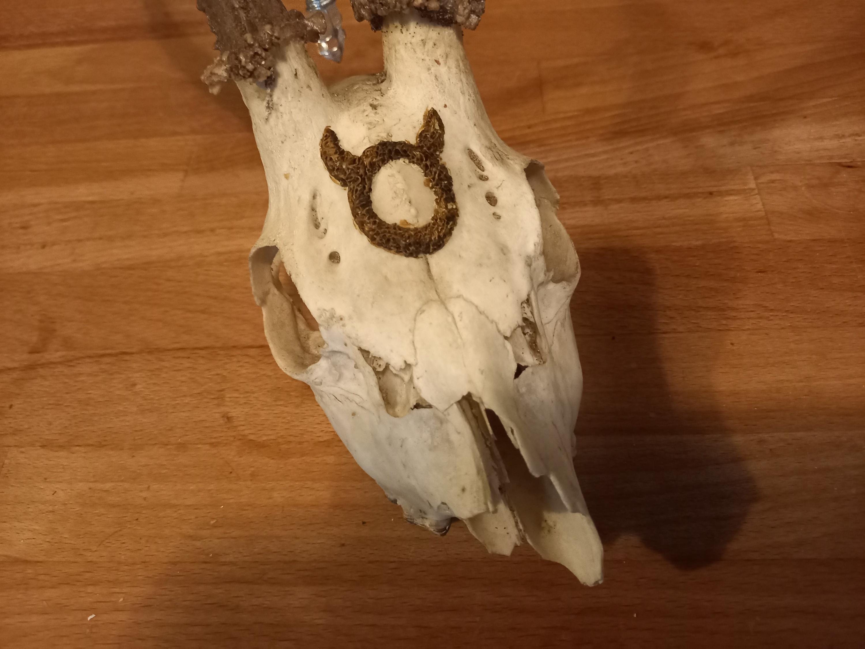 OOAK Unique Occult Satanic Pagan Altar Wiccan Large Deer Skull With ...