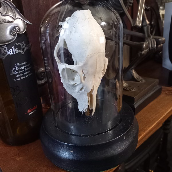 Bizarre curiosité gothique sorcellerie sorcellerie « Crâne d'animal dans une cloche en forme de dôme de verre »