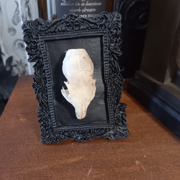 Unique OOAK Oddity Curiosity "Cast baroque frame with rodent  Skull" goth gothic witchy taxidermy