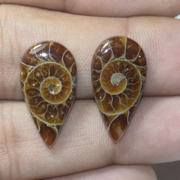 Natural Ammonite Fossil Cabochon 22x11x3 MM Matching Pair Handmade Loose Gemstone Smooth Plain Pear Shape 14 Cts