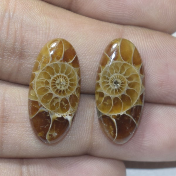 Natural Ammonite Fossil Cabochon 23.5x11x3 MM Matching Pair Handmade Loose Gemstone Smooth Plain Oval Shape 17 Cts