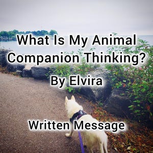 Può includere: Un cane bianco al guinzaglio cammina su un sentiero vicino a un specchio d'acqua. Il testo "What Is My Animal Companion Thinking? By Elvira" è sovrapposto all'immagine. Il testo "Written Message" è sotto il cane.