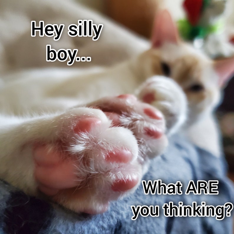 May include: Close-up of a white cat's paws with pink paw pads. The cat is lying down and looking at the camera. The text "Hey silly boy... What ARE you thinking?" is written on the image.