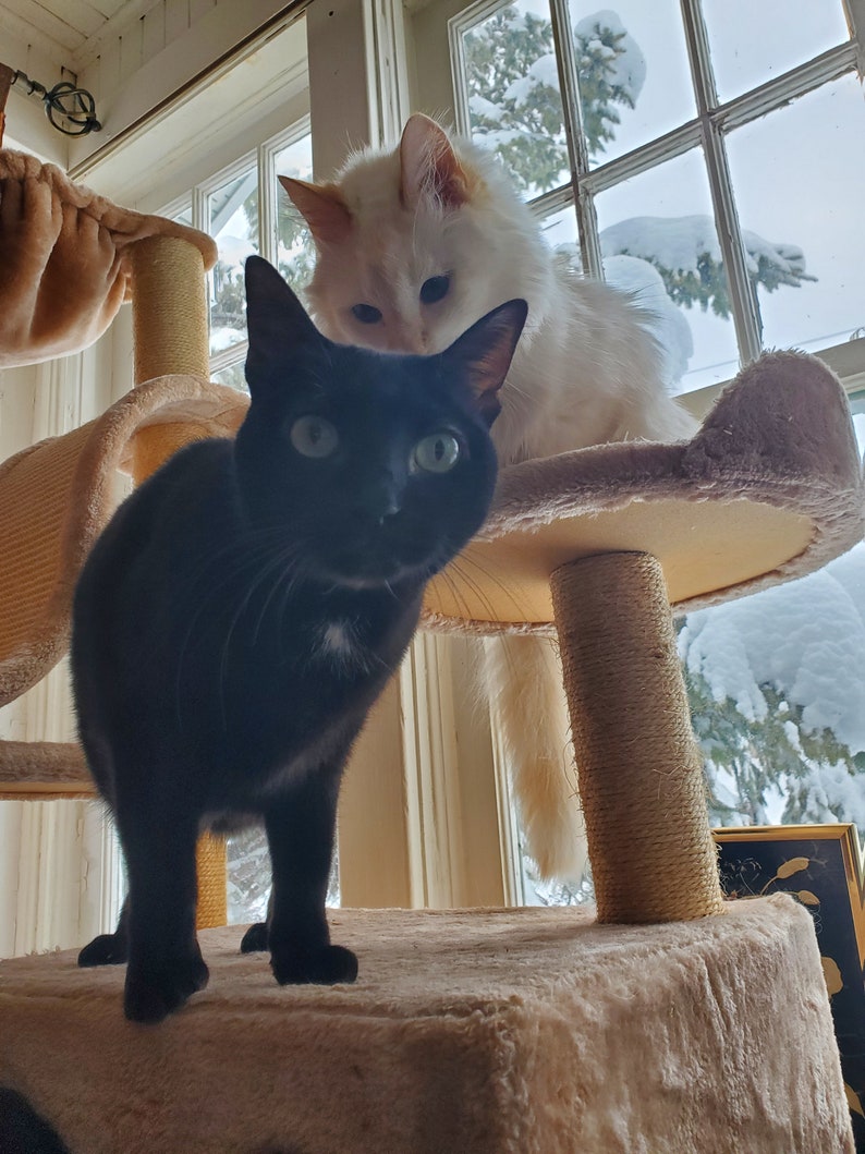 May include: A black cat with white markings on its chest stands on a beige cat tree platform, looking at the camera. A white cat with orange markings on its ears sits on the platform behind the black cat, looking out a window.