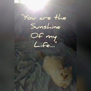 May include: A white cat with blue eyes is lying on a bed with a blanket. The cat is looking at the camera. The text "You are the Sunshine Of my Life..." is written in yellow on the blanket.
