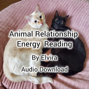 May include: Two cats, one cream-colored and one black, are nestled together on a pink, textured surface. Text overlay reads "Animal Relationship Energy Reading By Elvira Audio Download."