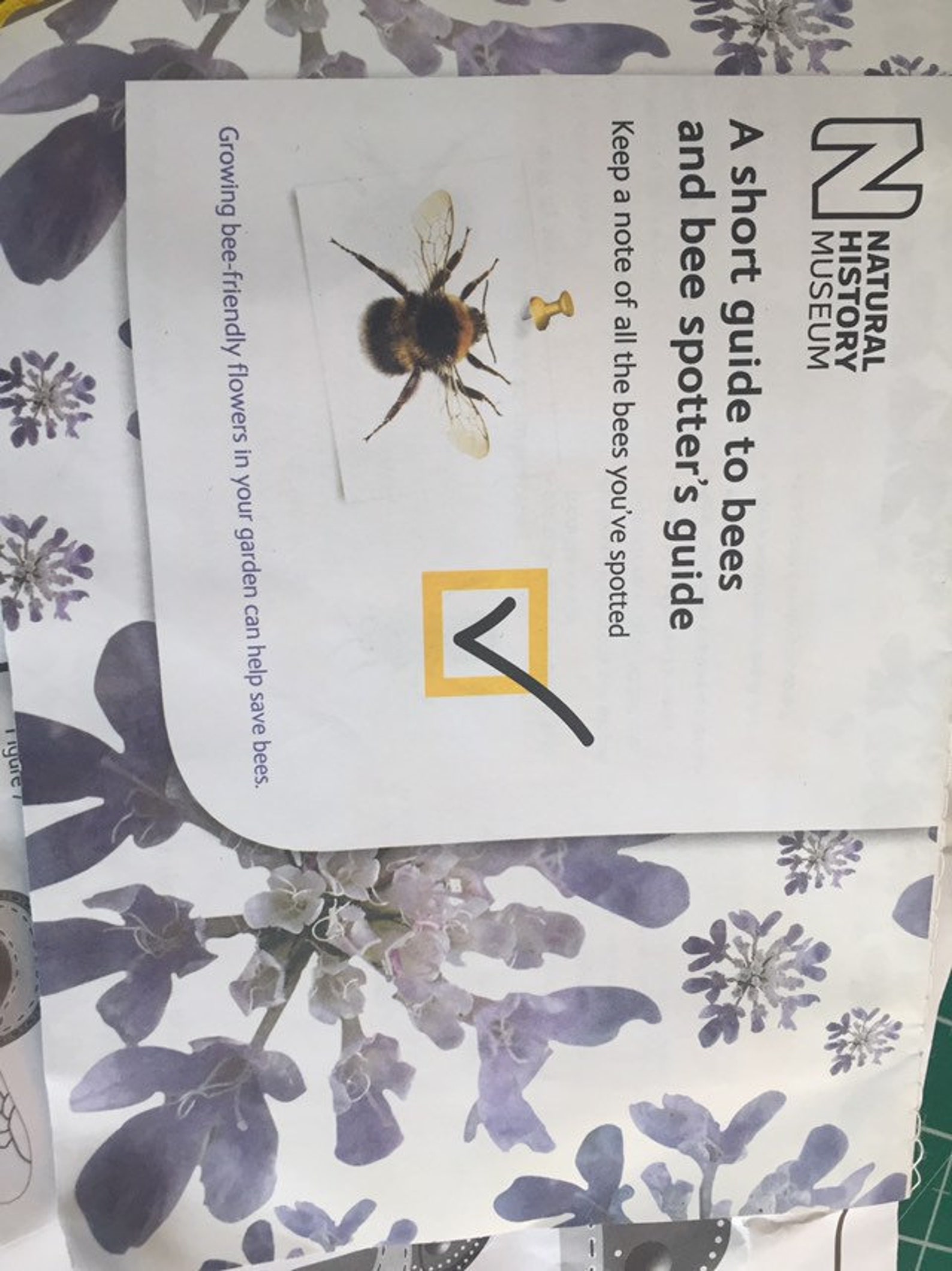 Bumblebee Kit All Complete Issued by the Natural History Etsy