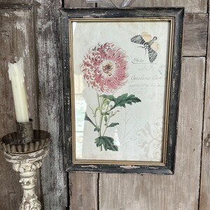 Vintage Botanical Print