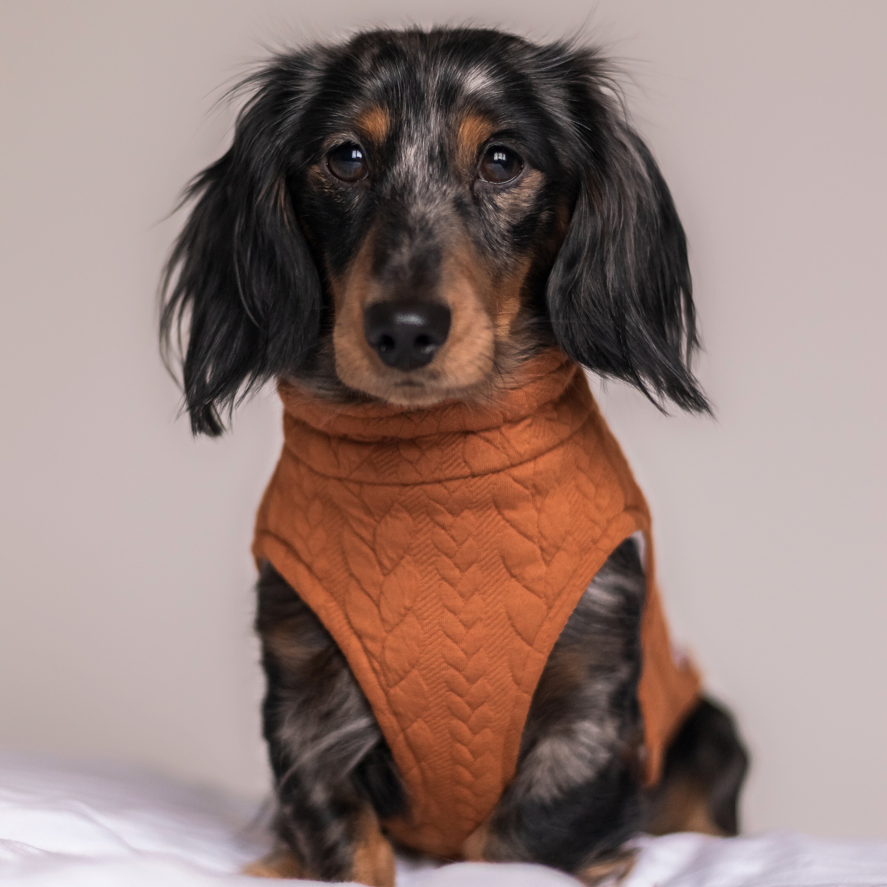 Dog Jumper Dachshund Pug Frenchie Maltipoo Cockerpoo Etsy