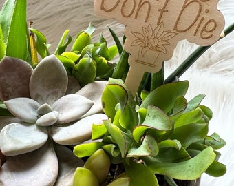 Funny plant stakes,funny plant markers, plant stakes, plant markers, engraved wood, succulent lover, personalized, gift for mom, Mothers Day