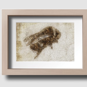 Bumble Bee Insect Vintage Rustic Effect Map Art Wall Print Picture Poster Unframed Décor Available in A3, A4, A5