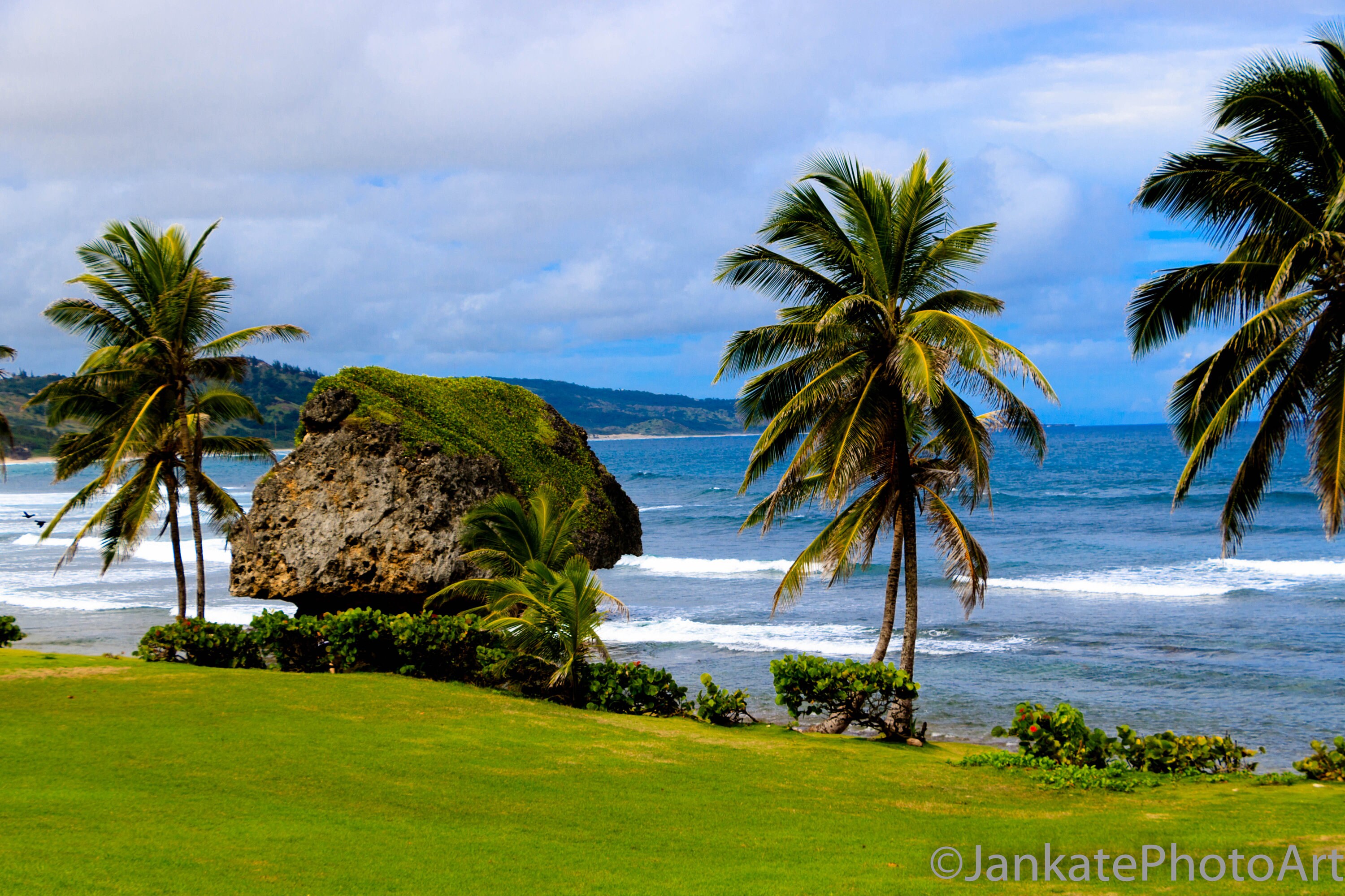 Beautiful Barbados Beach Photo, Caribbean Island Print, Large Rock Palm