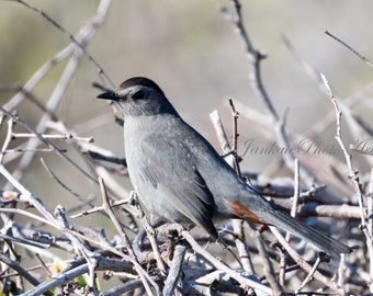 Gray Catbird print, Bird photography, wildlife nature art, metal print, canvas wrap, photo print, free shipping, Dumetella Carolinensis