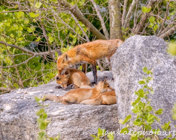 Mother With Babies Foxes Photo Art Cute Baby Animals Art Etsy New Zealand