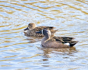 Blue-winged Teal, duck couple, Bird photography, wildlife photography, fine art print, birding, printable art, downloadable file, bird gift