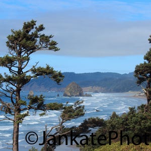 Pine trees on the Oregon coast, Metal, art print, coastline photography, ocean, Pacific Northwest, canvas wrap, photo print, free shipping